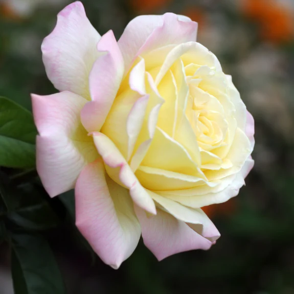 Peace Rose Plants For Sale FamilyOwned Melbourne Nursery